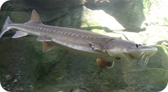 storione Sturgeon