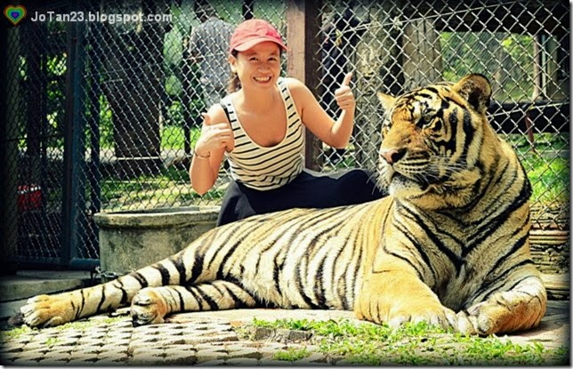 things-to-do-in-chiang-mai-tiger-kingdom-jotan23