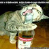 FUNNY VIDEOS: Funny Cats - Funny Cat Videos - Funny Animals - Funny Dogs - Funny Pranks -