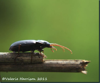 beetle nebria sp