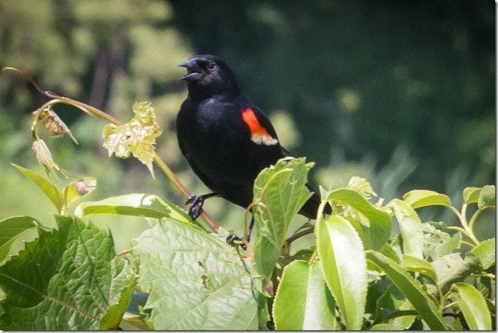 Red winged blackbird IMG_2359