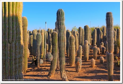 131205_OldWestCactusFarmPHX_004