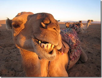 Sonrisa Camel