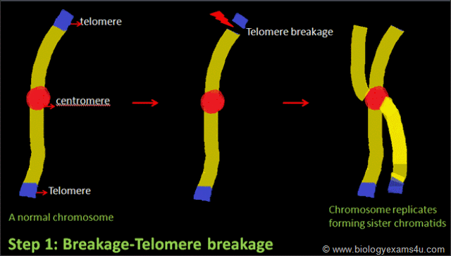 Breakage Telomere breakage