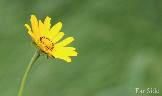 Yello Flower