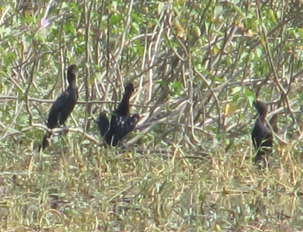 [Little%2520Cormorrant%255B13%255D.jpg]