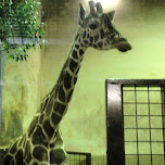 giraffe at ueno zoo in Ueno, Japan 
