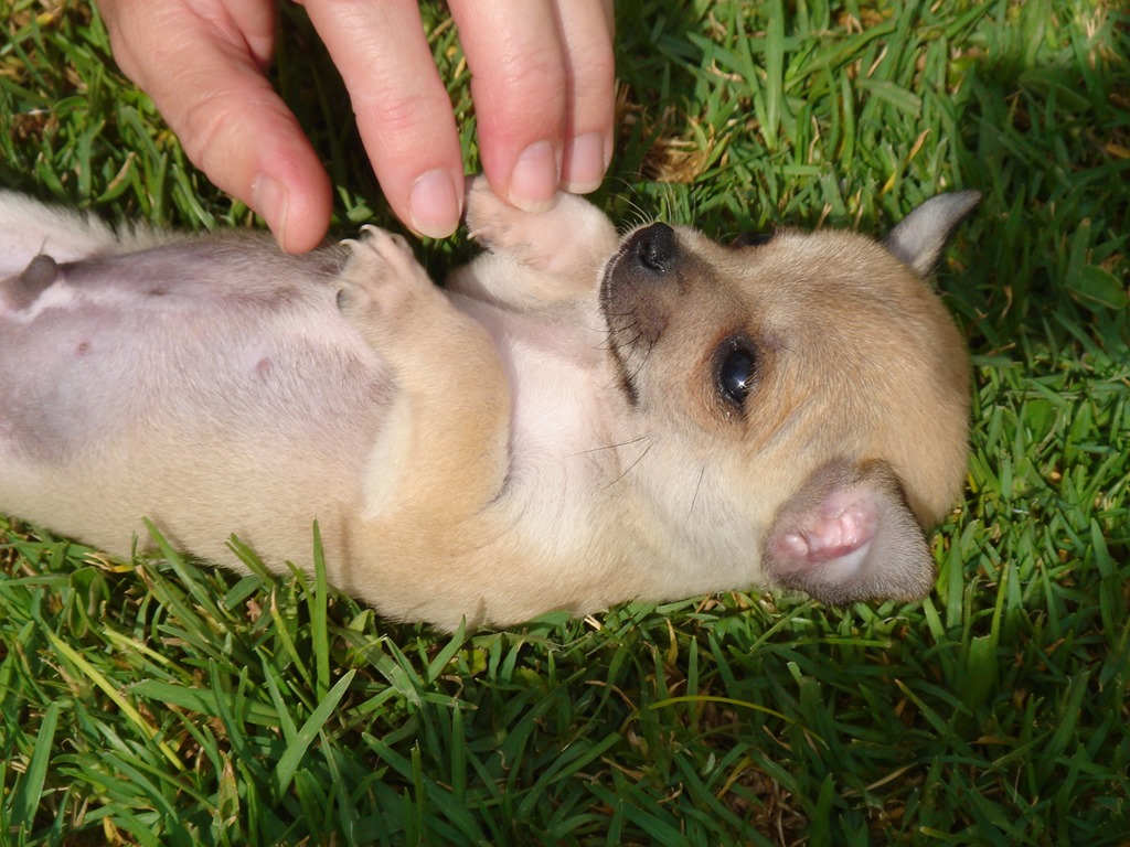 [Amazing%2520Animals%2520Pictures%2520Chihuahua%2520%252811%2529%255B4%255D.jpg]