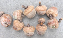 acorns fall 2012