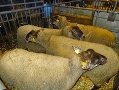2015.02.26-086 mouton Grivette