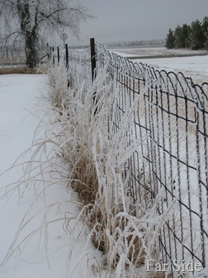 Frosty Fences