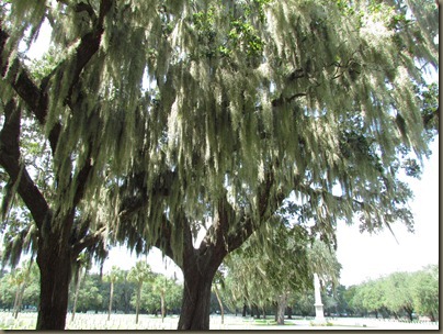 Beaufort National cemetary Live Oaks covered in Spanish Moss