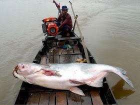 4. Mekong Giant Catfish