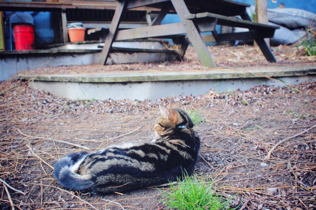 chill cat.jpg chill cat