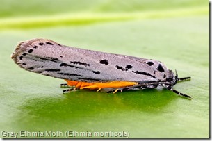 Gray Ethmia Moth (Euthyatira pudens)