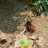 Tawny Mining Bee