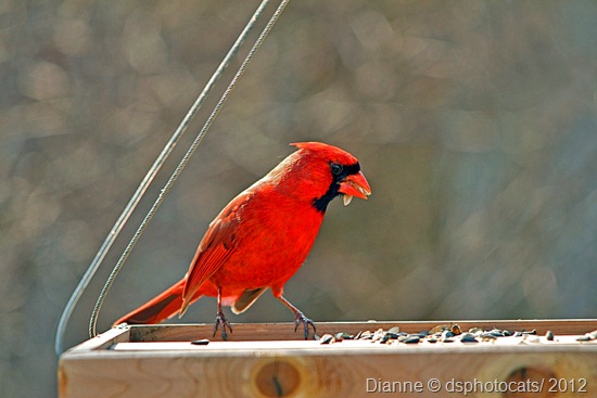 IMG_0635 Male Northern Cardinal