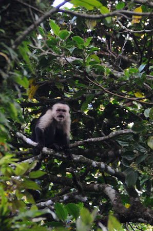 Fauna Costa Rica: maimuta Capucin