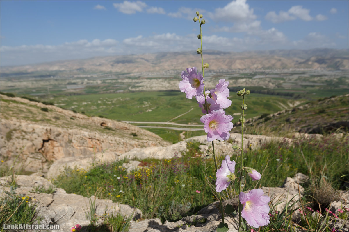 LookAtIsrael.com - Ручей (нахаль) Талкид | Nahal Talkid | נחל תלקיד