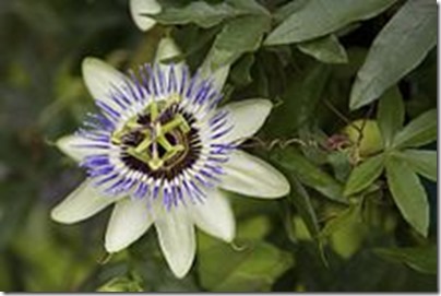 220px-Passionflower2
