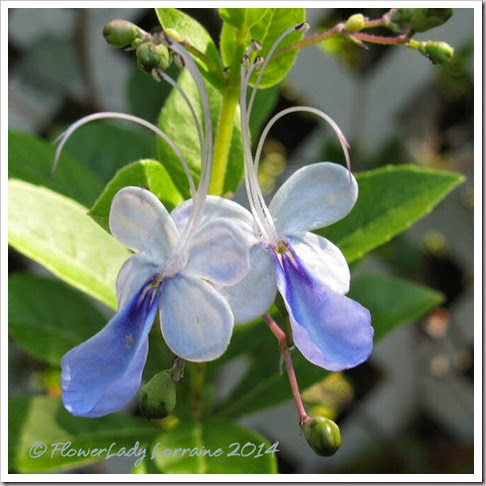 05-05-blue-butterfly