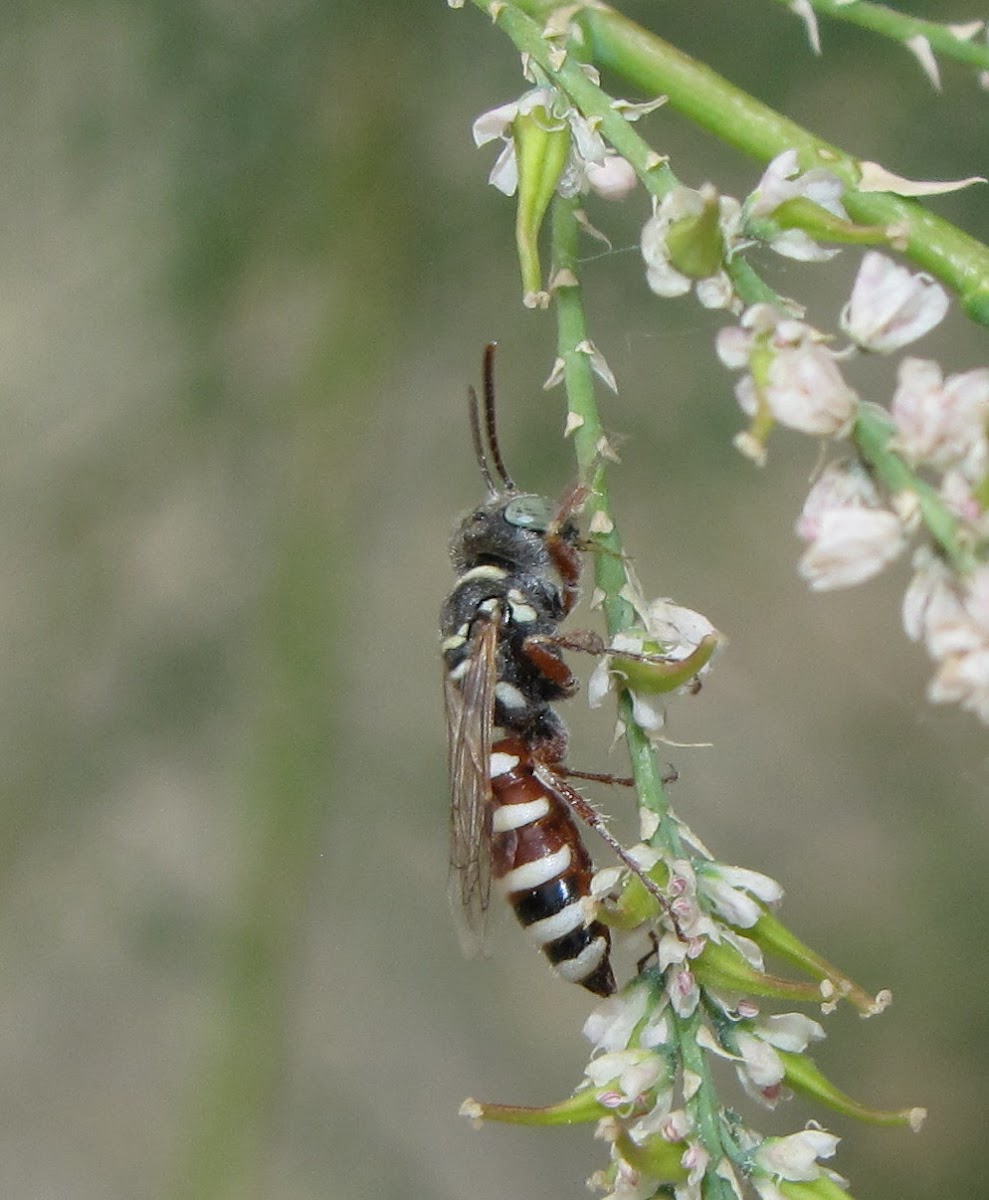 Ant-hunting wasp (female)