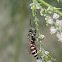 Ant-hunting wasp (female)