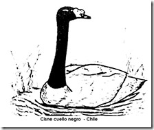 cisne cueo negro 3 1
