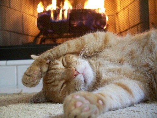 Fireplace_Cat_by_KuramaTheSpiritFox