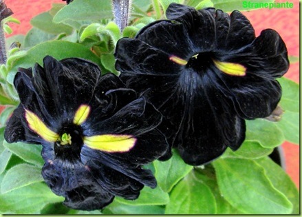 petunia x hibrida nera