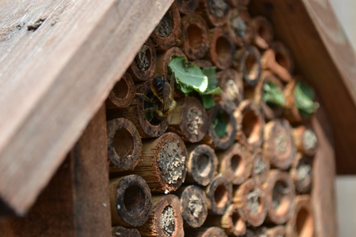 Leaf-cutter bees sharing the insect house with Mason bees