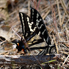 Pale Swallowtail