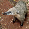 Coatí (Ring-tailed coati)