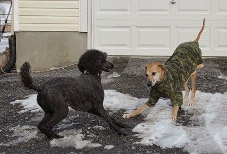 20150316_163602-dogs