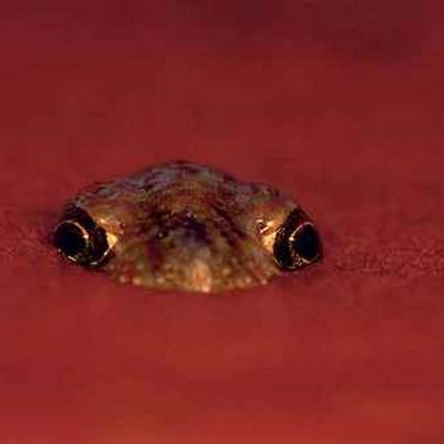 The Cable Car Theory