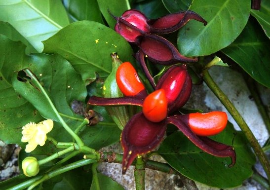 [Tovomita%255B3%255D.jpg]