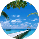 Image Google de Luciole