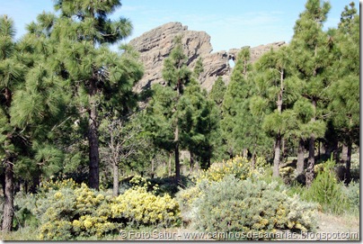 5796 Pico las Nieves-Temisas 5796 Pico las Nieves-Temisas