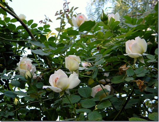 DSCN5511 DSCN5511