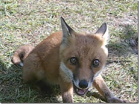 Fox cam