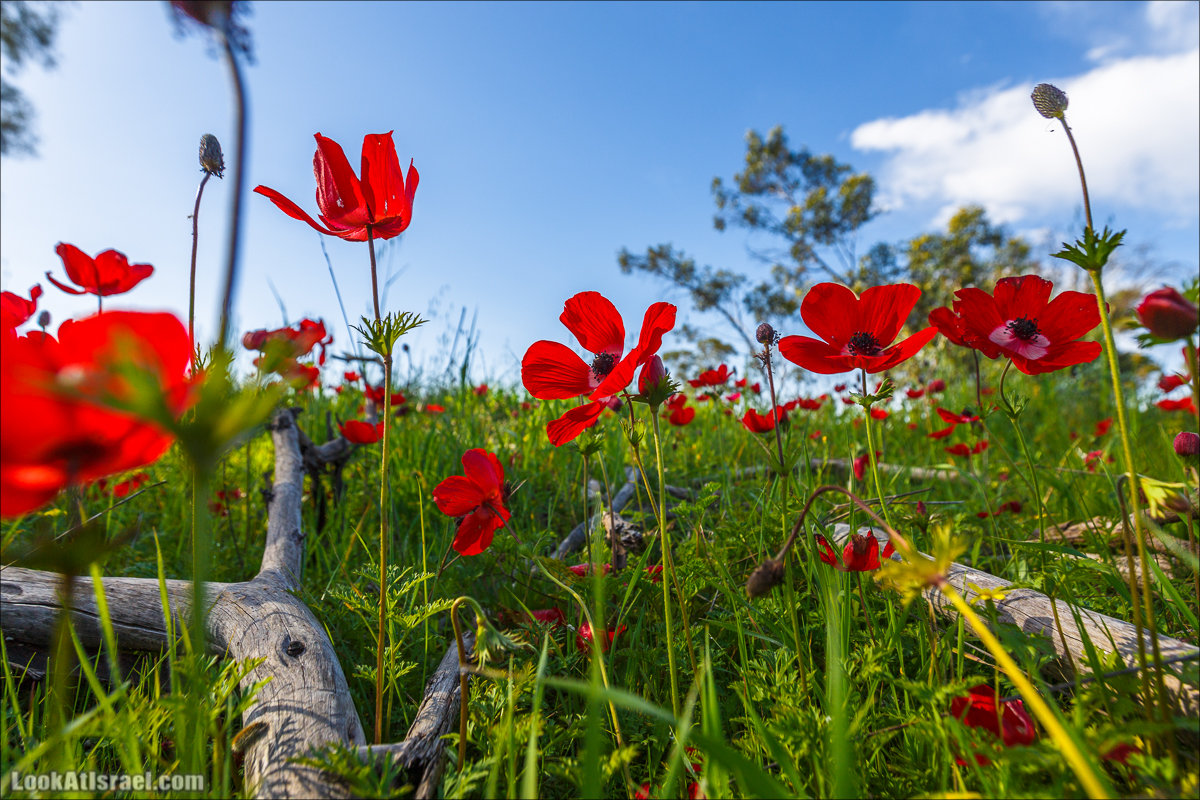 Анемоны (каланиет) пустыни Негев - Фестиваль Даром Адом в LookAtIsrael.com - Фото путешествия по Израилю | Red South festival of anemones in Negev | דרום אדום - קלניות בבארי
