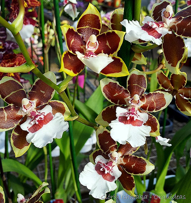 Glória Ishizaka - orquideas 11