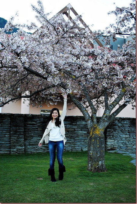 Cherry Blossom Tree at Queenstown, NZ