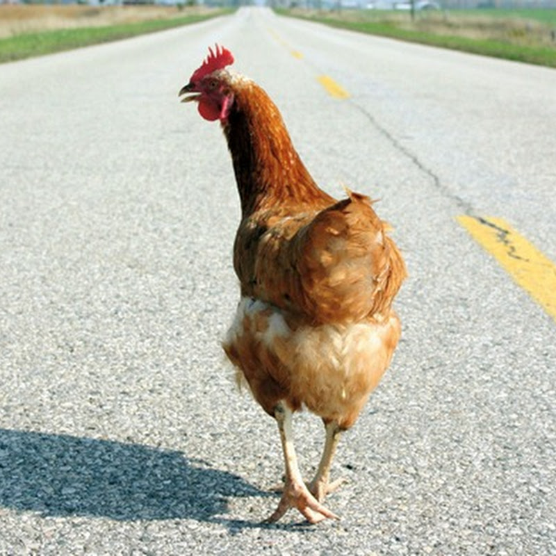Γιατί το κοτόπουλο διέσχισε τον δρόμο;