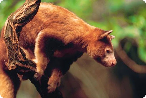 canguro arboricola4 canguro arboricola4