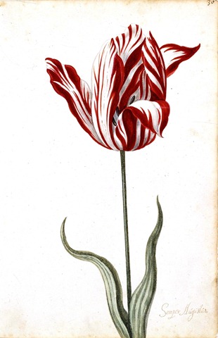 [Botanical-Flower-Tulip-17th-Century%255B3%255D.jpg]