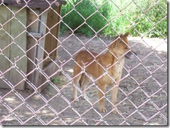 2012.06.02-024 dingo