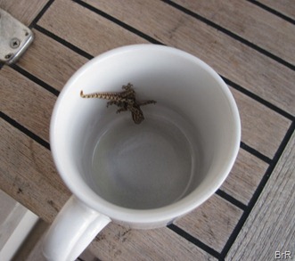 Erwin_Gecko Erwin_Gecko