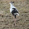 Secretary Bird