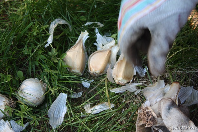 [Garlic8%255B3%255D.jpg]